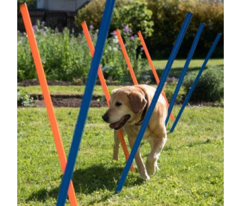 AGILITE / ENTRAINEMENT CHIEN